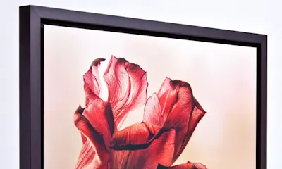 Bild mit Schattenfugenrahmen Gerahmtes Bild mit roter Blüte, umgeben von schwarzem Rahmen mit sichtbarer Schattenfuge.