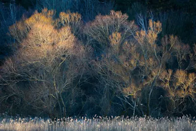 Bare trees with branches illuminated in golden yellow Delicate Fine Art photography of bare trees with branches illuminated in a golden yellow against a dark background.