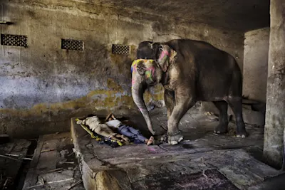 Steve McCurry – Indien Ein bemalter Elefant steht neben einem schlafenden Mann in einem einfachen Raum mit Betonwänden.