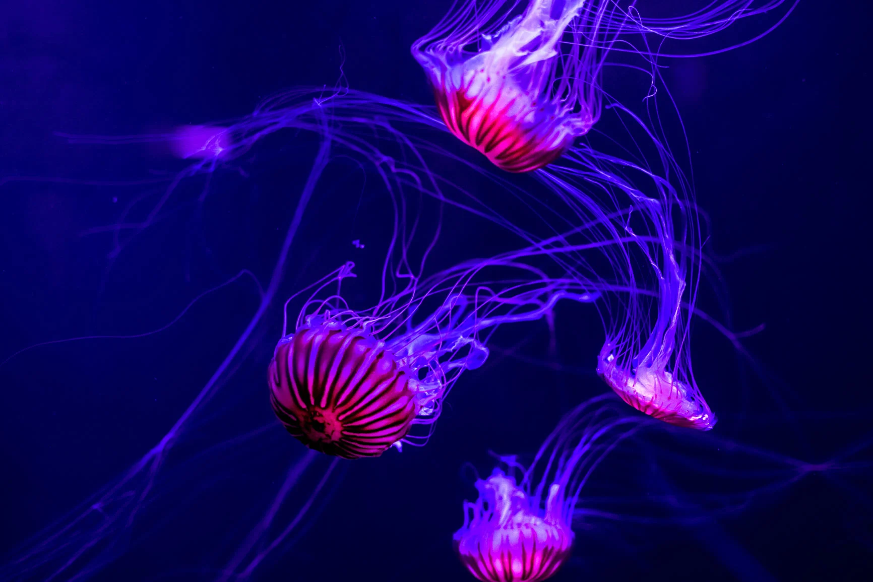 Four glowing jellyfish Four glowing jellyfish with long tentacles against a dark background.