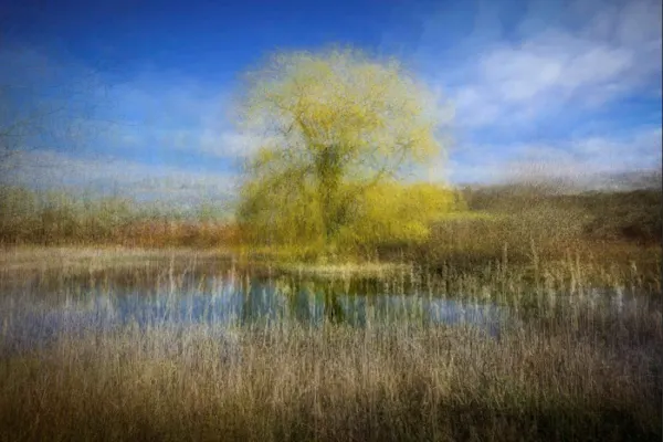 Impressionistic landscape photography Jon Stone An atmospheric, painterly landscape photograph by Jon Stone captures a vibrant yellow willow tree reflected in a calm pond. The foreground is filled with soft, multi-layered wild grasses that frame the water. In the background, low bushes blend into a bright blue sky with wispy white clouds. The entire scene features a textured, soft-focus overlay reminiscent of an impressionistic oil painting.