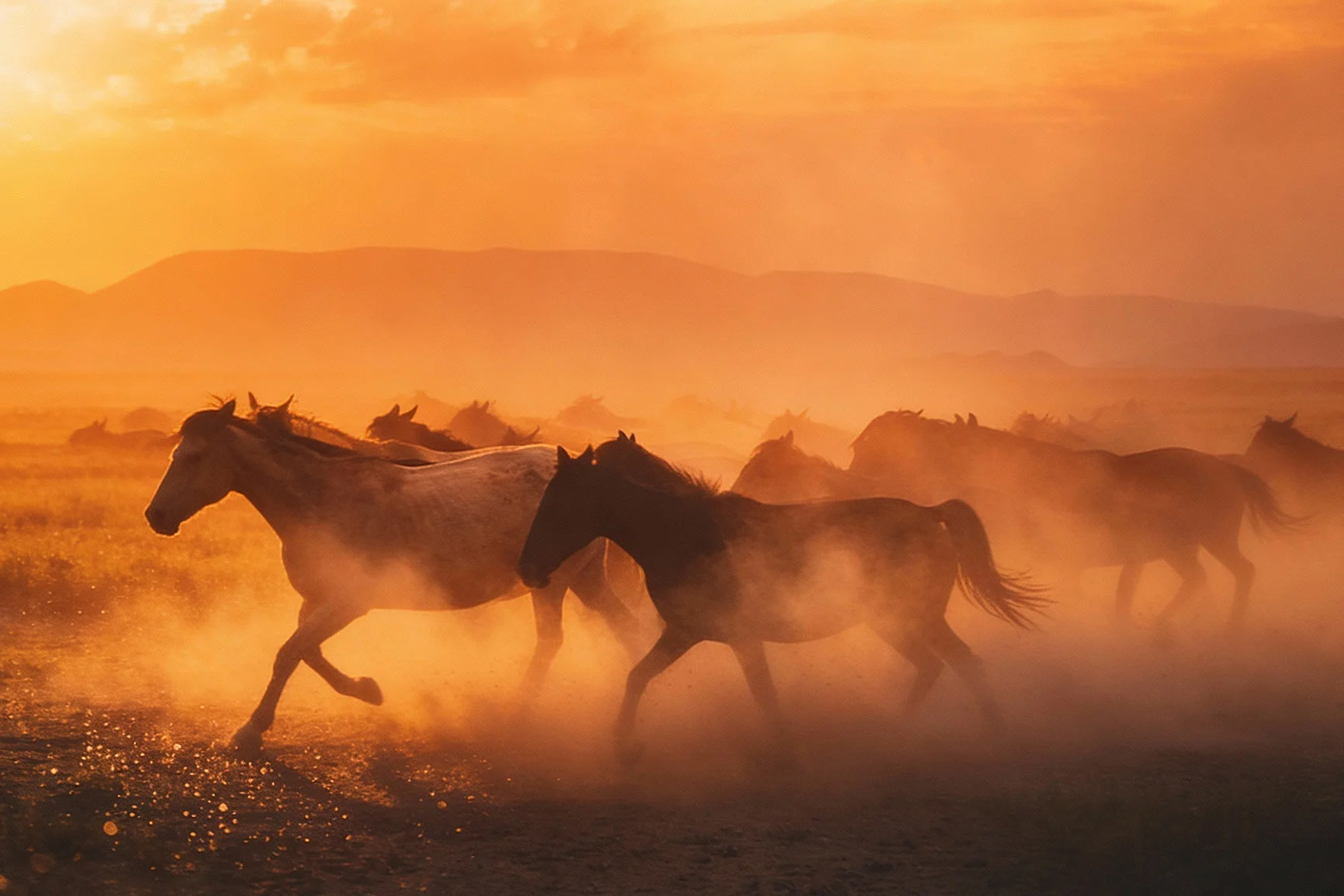 Several galloping horses Several horses are galloping through a dusty landscape at golden hour, with mountains visible in the background.