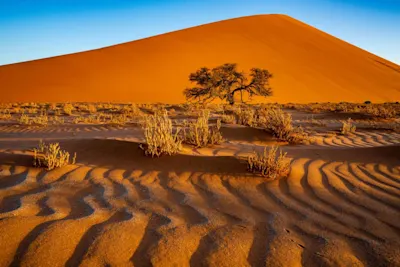 Colourclass Namibia 1 Sanddüne mit Baum, wellige Dünenstruktur im Vordergrund.