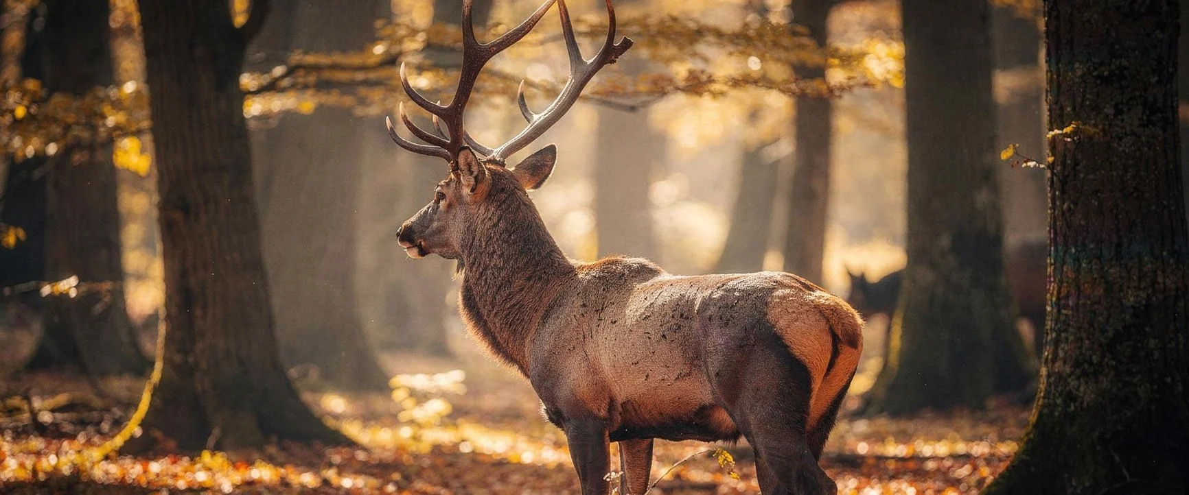 A red deer with large antlers stands among the trees in the autumnal forest light.