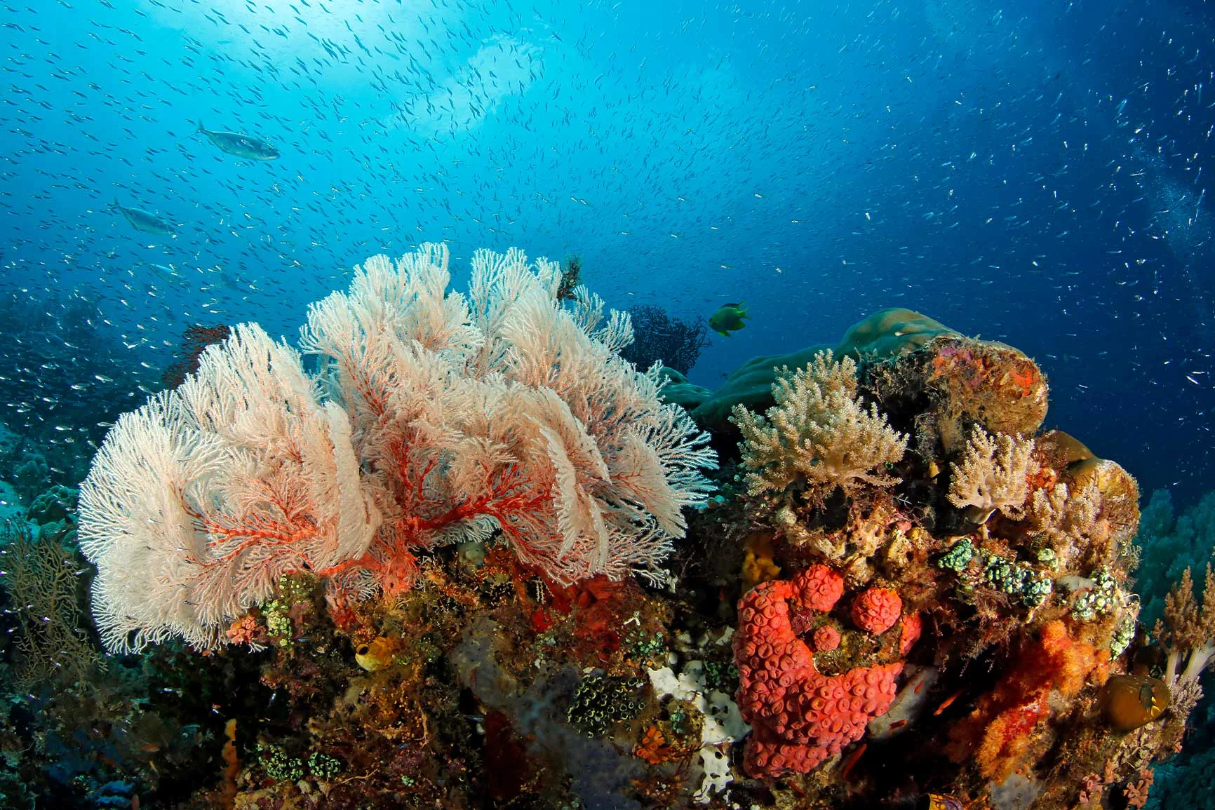 Corales y esponjas de colores bajo el agua con numerosos pececitos en el mar azul. Corales y esponjas de colores bajo el agua con numerosos pececitos en el mar azul.