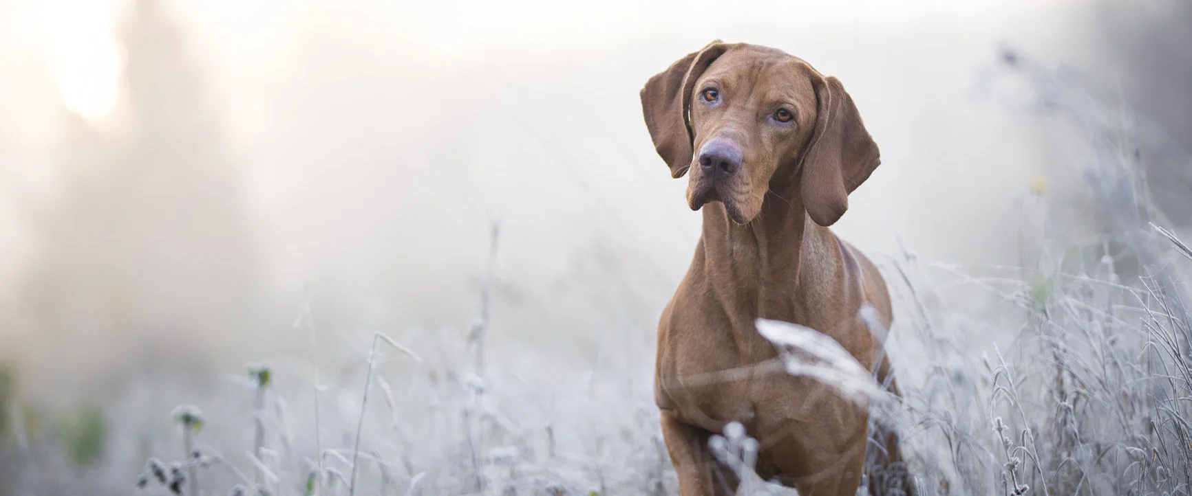 A dog is sitting in a field with a blurred background and soft lighting.
