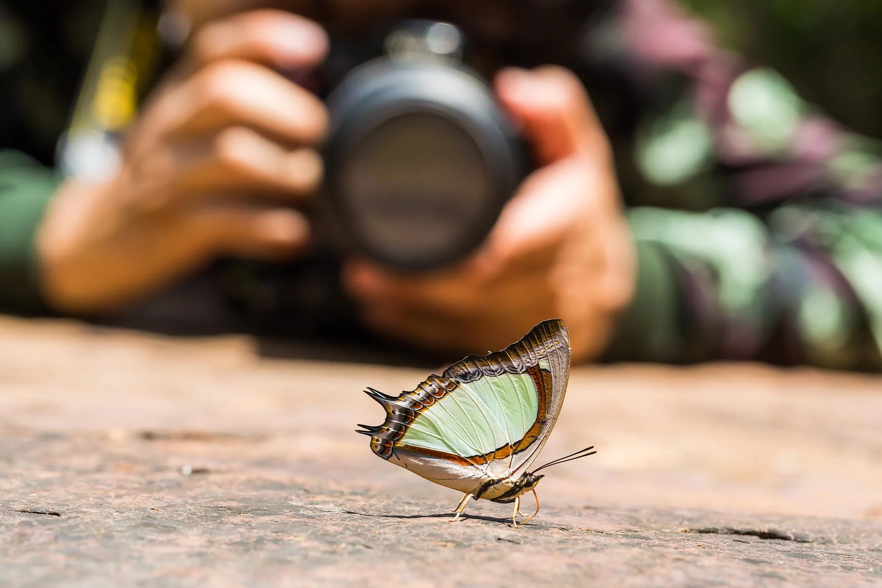 Close-up photo of a butterfly A close-up photo of a butterfly on a surface, with the photographer out of focus in the background.