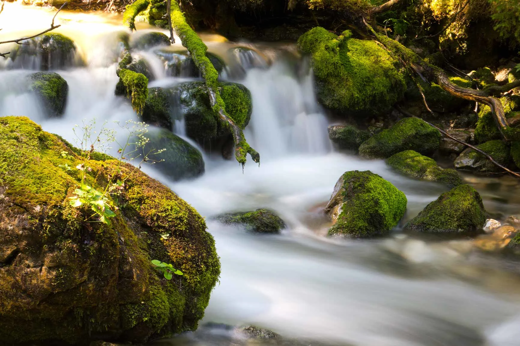 Agua fluyendo de una pequeña cascada rodeada de piedras y ramas cubiertas de musgo en un bosque. Agua fluyendo de una pequeña cascada rodeada de piedras y ramas cubiertas de musgo en un bosque.