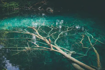 Julia Nimke – Baum im klaren See Baumstamm mit Ästen liegt im klaren, türkisfarbenen Wasser eines Sees.