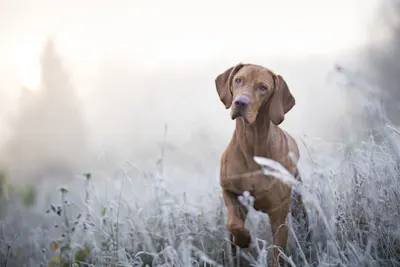Dog in a field A dog is sitting in a field with a blurred background and soft lighting.