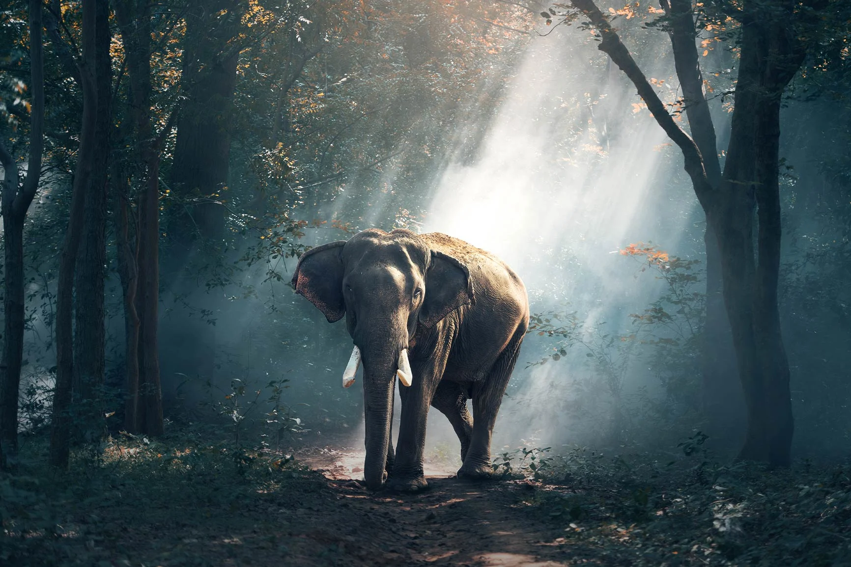 Elephant in the forest An elephant stands on a forest path, surrounded by trees through which the sun's rays shine.