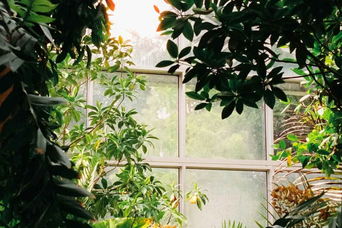 Windows with white frames behind green leaves and plants in a greenhouse.