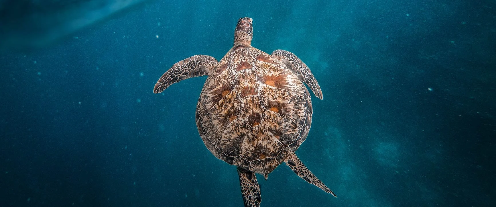 A sea turtle swimming from behind in the blue water.