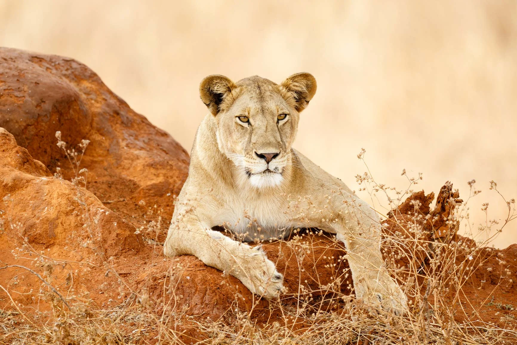 Lioness on a red rock A lioness lies relaxed on a red rock in a dry grassland.