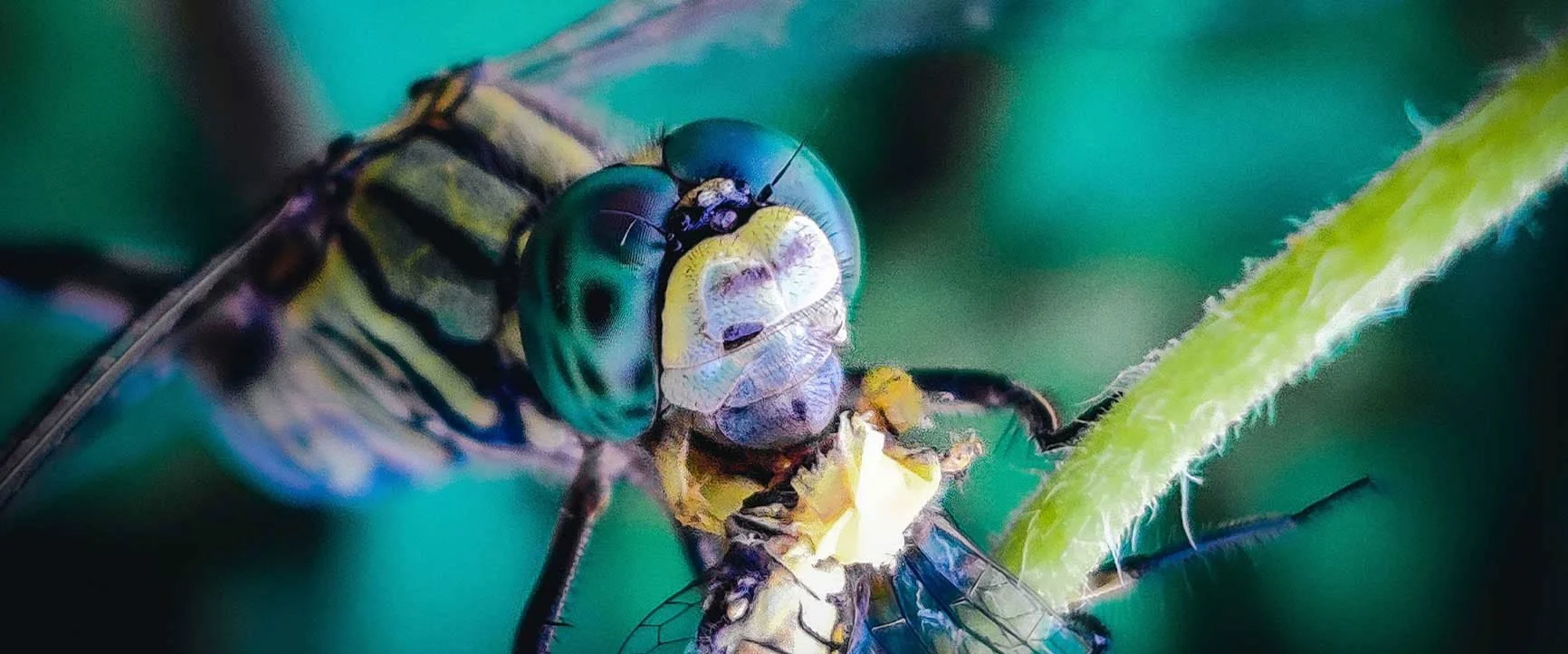 A close-up of a dragonfly, showing its compound eyes and wings in detail, perched on a thin plant stem.