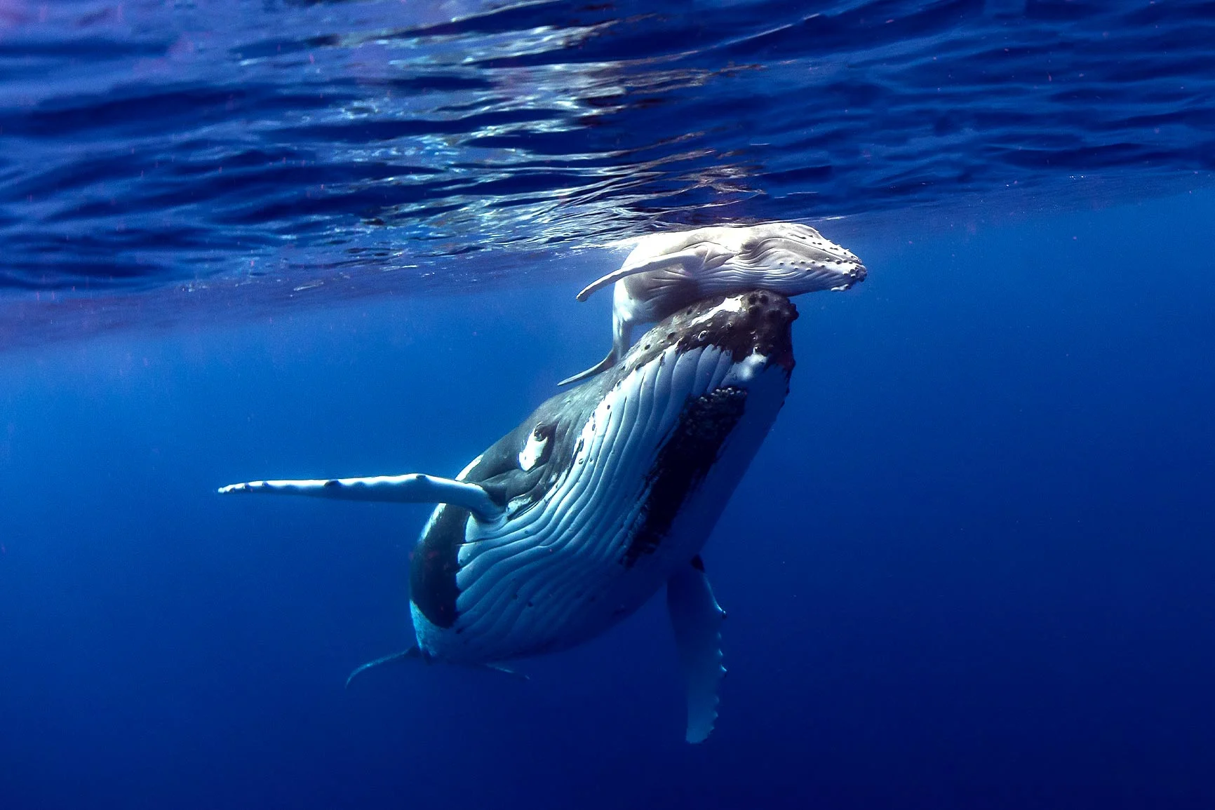 Una ballena jorobada con su cría nada cerca de la superficie del agua en mar abierto. Una ballena jorobada con su cría nada cerca de la superficie del agua en mar abierto.