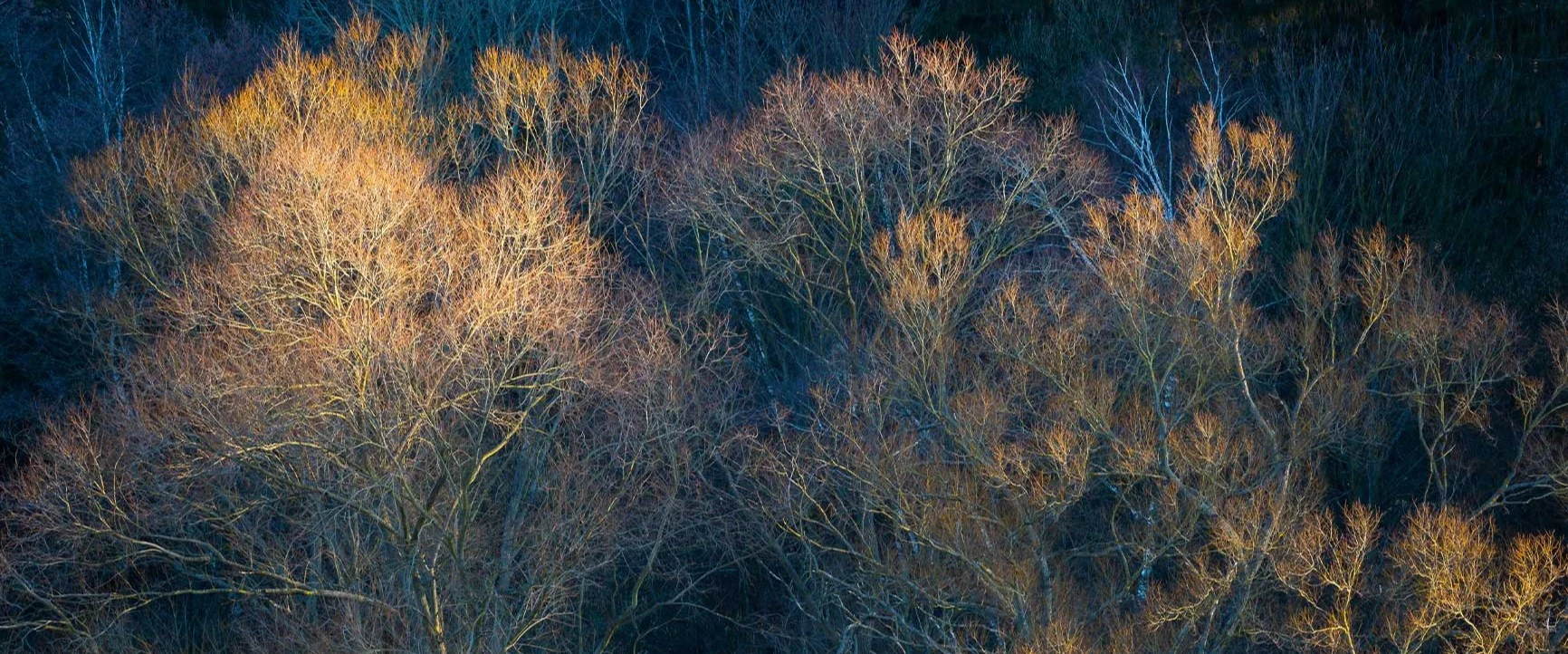 Delicate Fine Art photography of bare trees with branches illuminated in a golden yellow against a dark background.