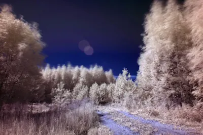 Forest path in infrared An infrared photograph of a forest path lined with trees under a dark sky.