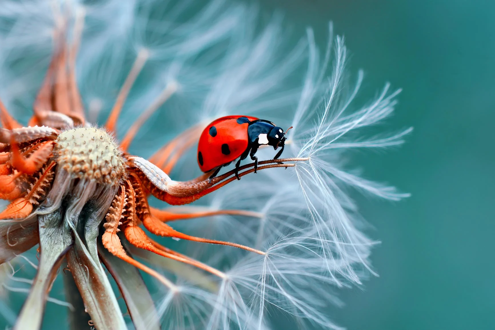 Close-up of a ladybug Close-up of a ladybug on a withered dandelion with delicate seed heads.