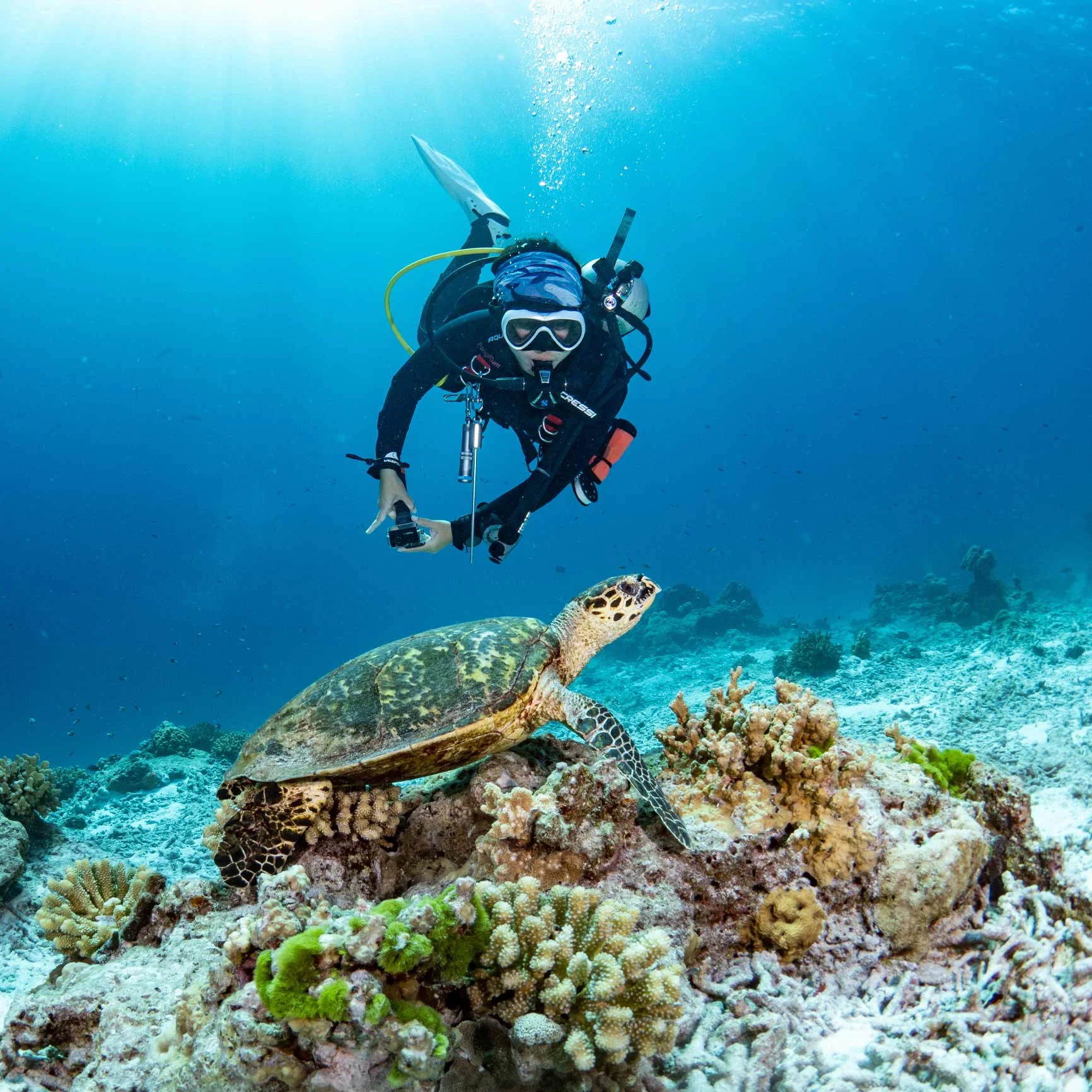 Buzos sobre una tortuga marina en un arrecife de coral bajo el agua. Buzos sobre una tortuga marina en un arrecife de coral bajo el agua.