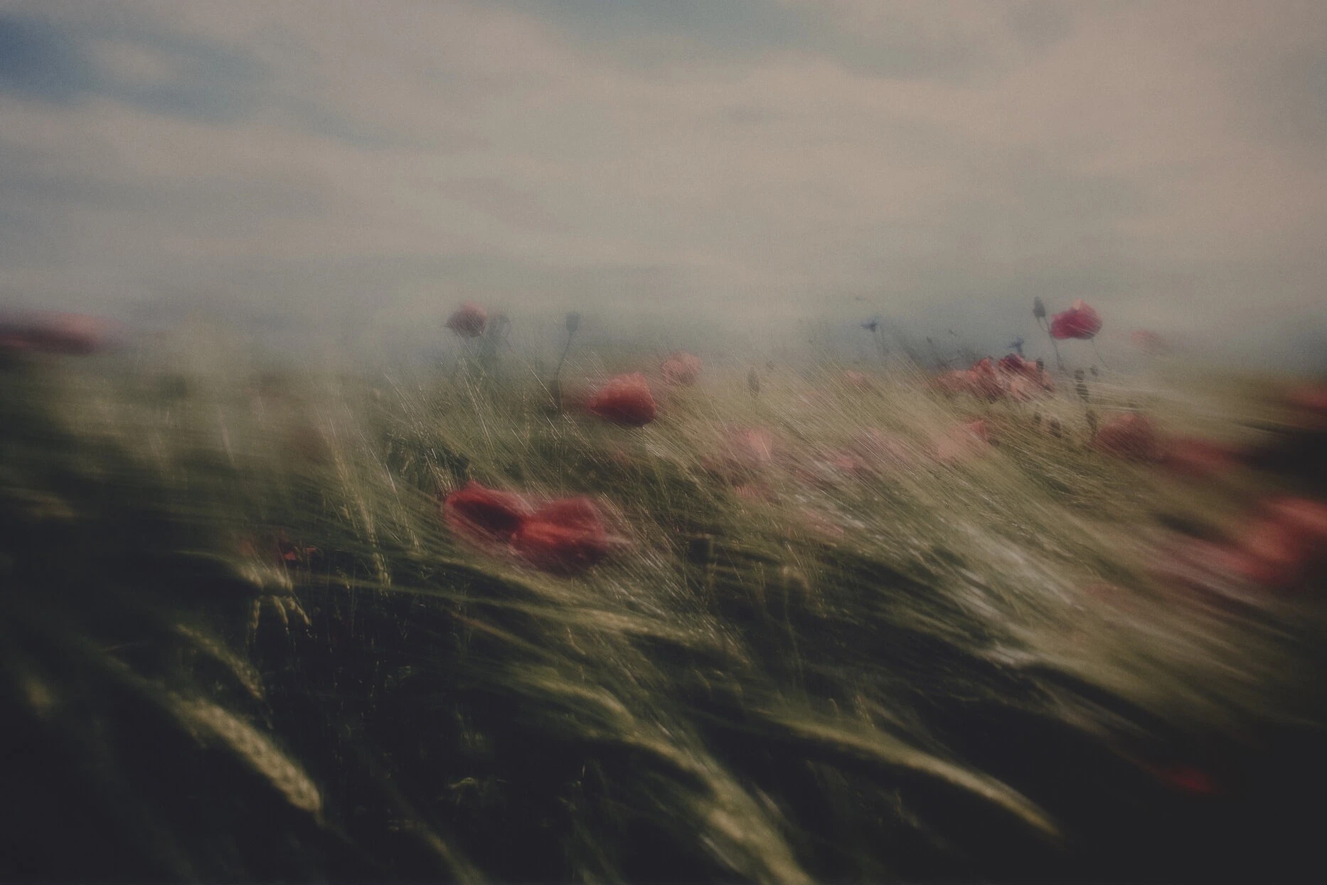 blurry photography of a poppy field.