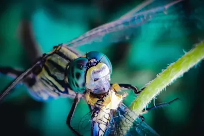 Close-up of a dragonfly A close-up of a dragonfly, showing its compound eyes and wings in detail, perched on a thin plant stem.