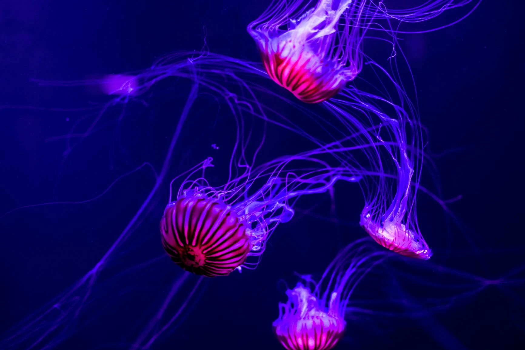 Cuatro medusas luminosas con largos tentáculos en aguas oscuras. Cuatro medusas luminosas con largos tentáculos en aguas oscuras.