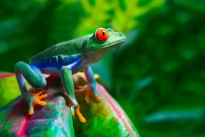 Couleurs & contrastes 2 Une grenouille verte aux yeux rouges est assise sur une feuille colorée, entourée d'un fond vert flou.