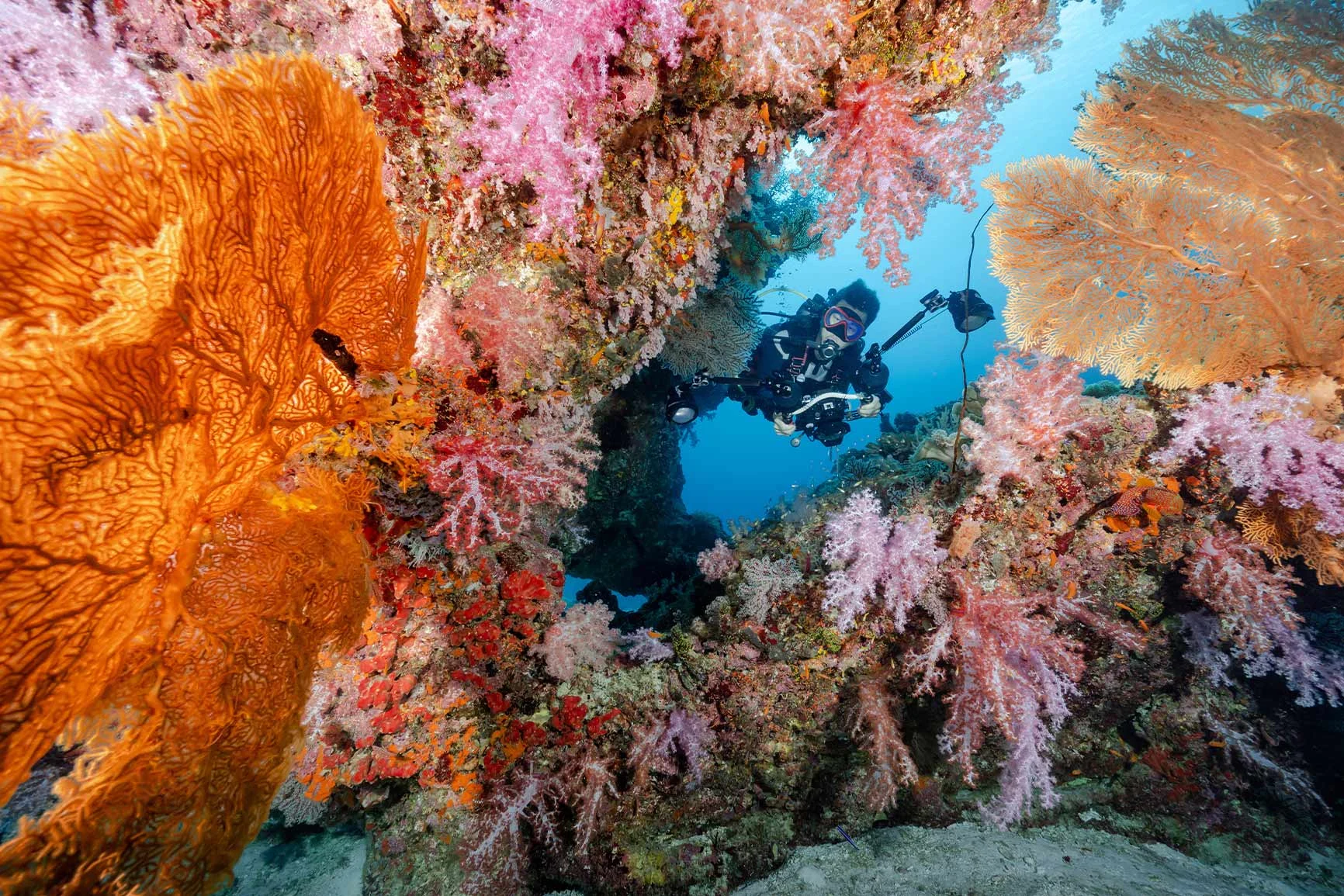 Un buceador explora un colorido arrecife de coral con corales naranjas y rosas bajo el agua. Un buceador explora un colorido arrecife de coral con corales naranjas y rosas bajo el agua.