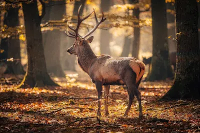 Red deer with large antlers A red deer with large antlers stands among the trees in the autumnal forest light.