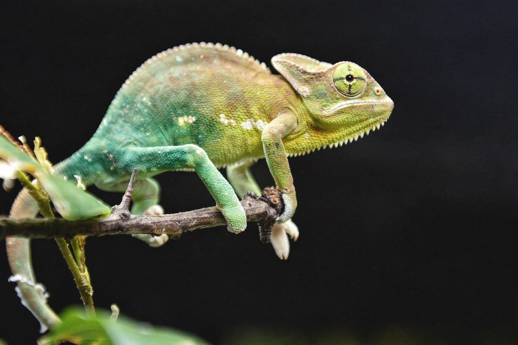 Close-up of a chameleon Close-up of a chameleon with a green-and-yellow body perched on a branch against a black background.