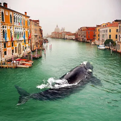Robert Jahns - Wal im Canale Grande Ein Wal schwimmt im Canale Grande in Venedig, umgeben von bunten Gebäuden und Booten.