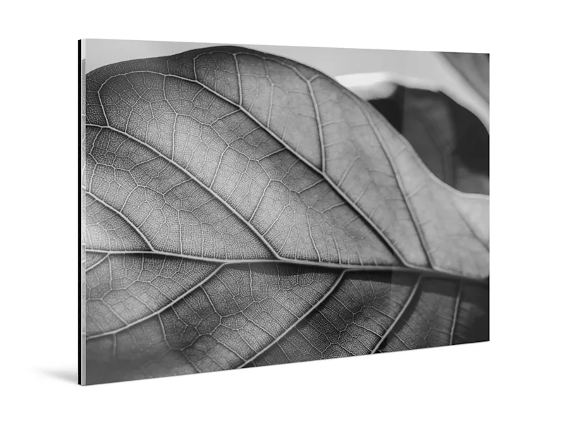 Black and white sheet Close-up of a leaf in black and white, depicted standing on a rectangular acrylic glass.