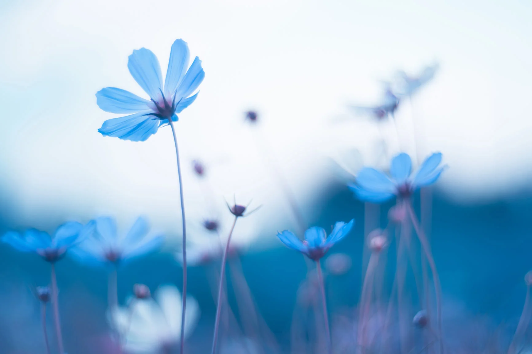 Varias flores azules con tallos largos sobre un fondo borroso, una flor en primer plano enfocada con nitidez. Varias flores azules con tallos largos sobre un fondo borroso, una flor en primer plano enfocada con nitidez.