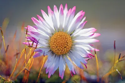 Gänseblümchen-Nahaufnahme Nahaufnahme eines Gänseblümchens mit gelber Mitte und weißen Blütenblättern, pink an den Spitzen gefärbt.