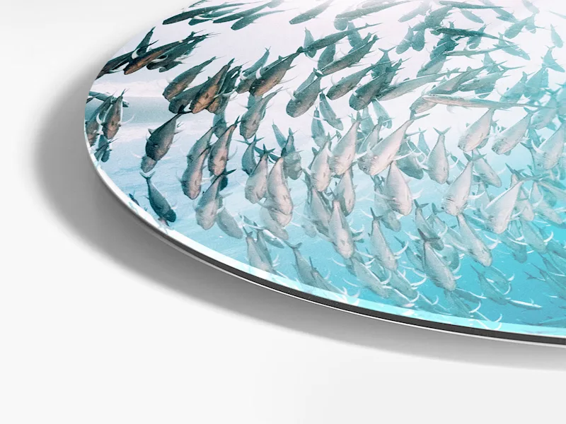Round format & shapes Close-up of a round format of an original photo print under acrylic glass with a motif of several fish.
