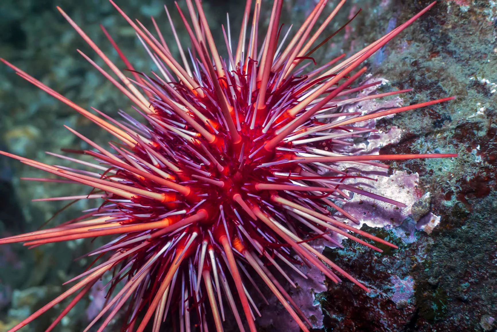 Eripo rojo con espinas largas y puntiagudas sobre una roca bajo el agua. Eripo rojo con espinas largas y puntiagudas sobre una roca bajo el agua.