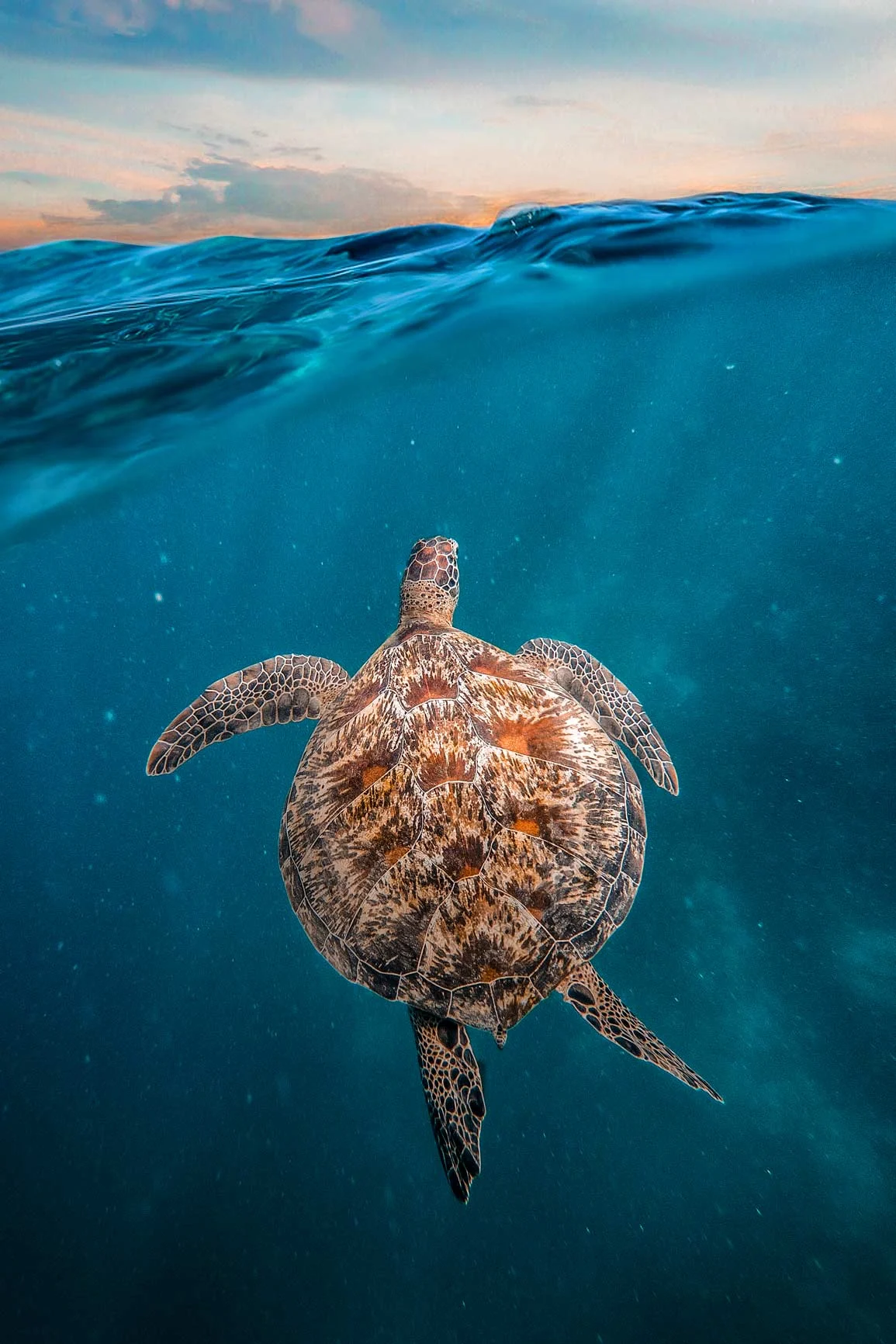 Tortuga marina nadando bajo el agua hacia la superficie del mar al atardecer. Tortuga marina nadando bajo el agua hacia la superficie del mar al atardecer.