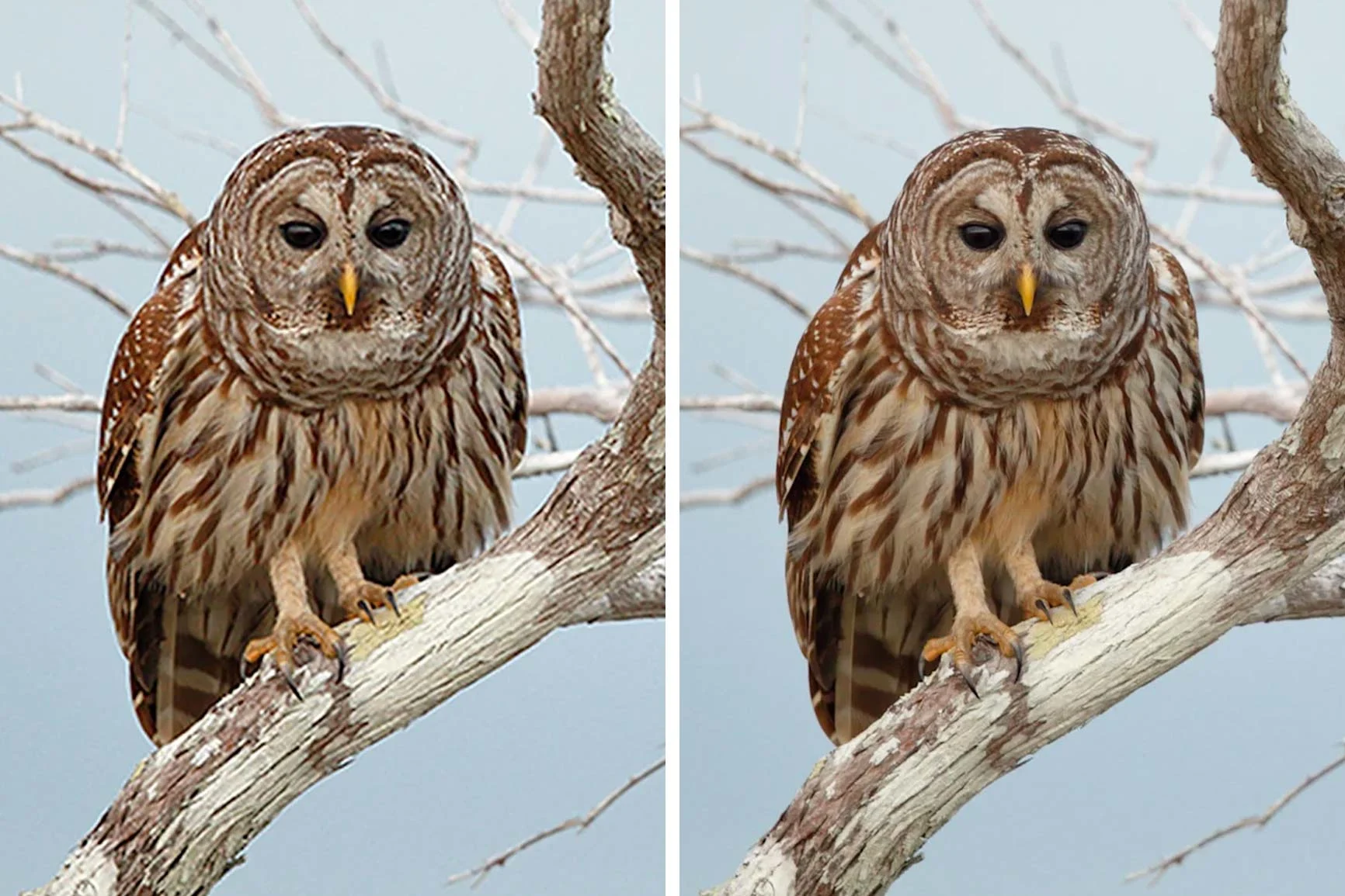 Deux photos de chouettes sur une branche, celle de droite agrandie grâce à la technologie SuperResolution de WhiteWall. Deux photos de chouettes sur une branche, celle de droite agrandie grâce à la technologie SuperResolution de WhiteWall.