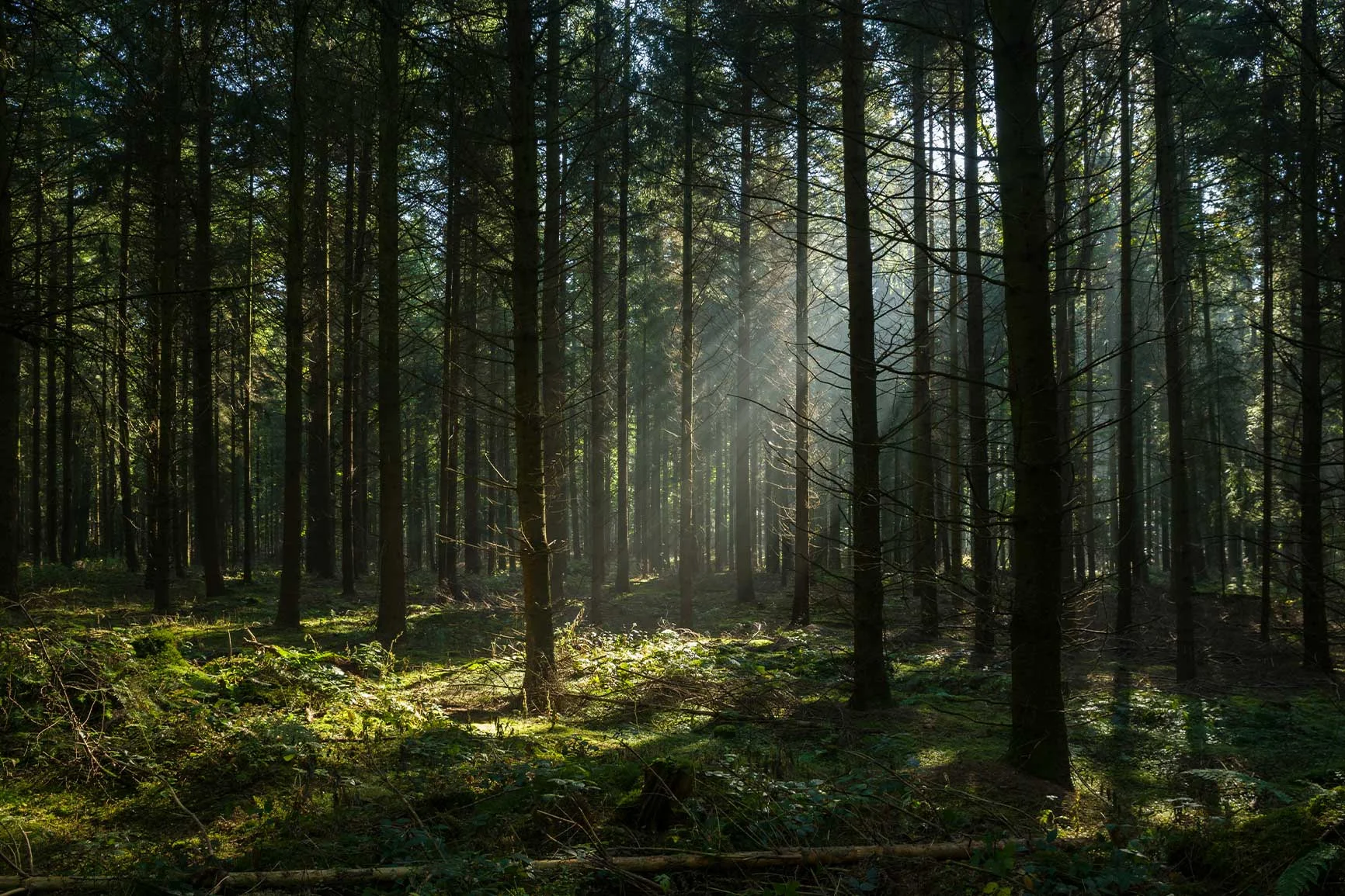 Beams of light shine through conifer trees Beams of light filter through tall conifers into a moss-covered forest with sparse undergrowth.
