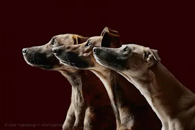 Hundefotografie Drei Hunde im Profil nebeneinander vor dunklem Hintergrund.