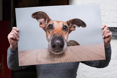 ultraHD-Abzug mit Hundeporträt Person hält großes Foto eines Hundes mit langen Ohren, Nase nah an der Kamera, vor Gesicht.