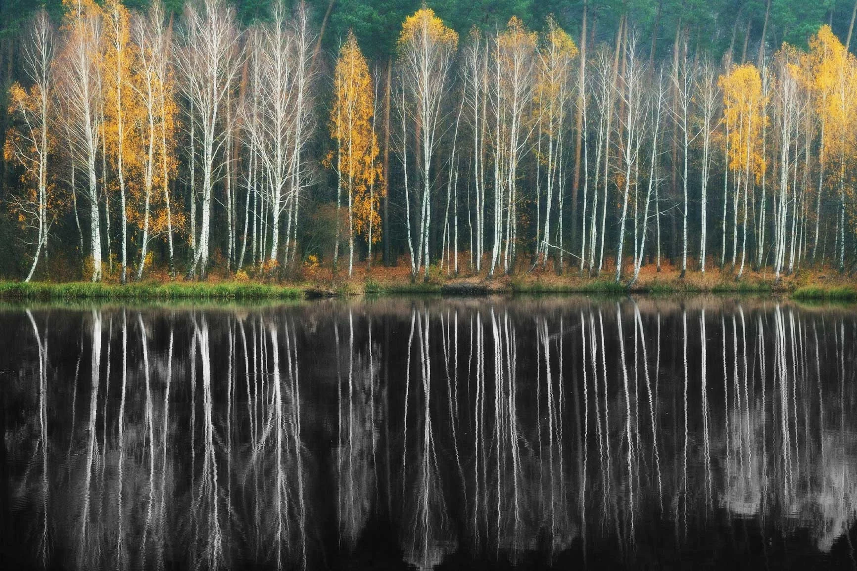 Birch trees are reflected in the water Birch trees with yellow foliage are reflected in calm waters.