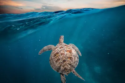Sea turtle underwater A sea turtle swimming from behind in the blue water.