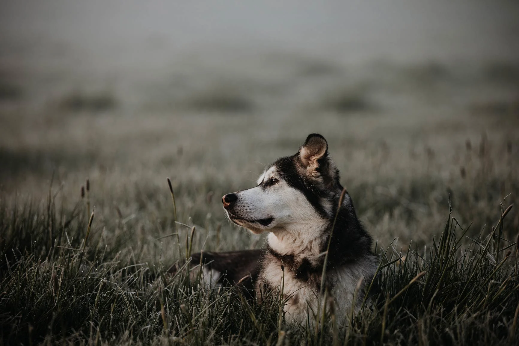 Resting Dog A dog with dark fur and white markings is lying in the grass, looking to the left.