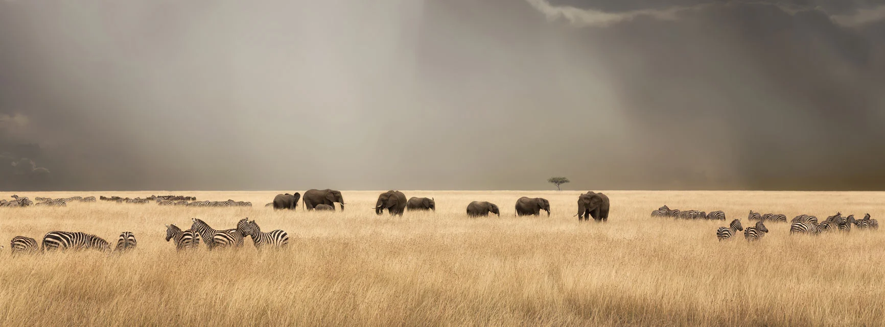 Zebras and elephants in the savanna A vast savanna landscape with a group of zebras in the foreground and a herd of elephants in the background, beneath a gray sky.