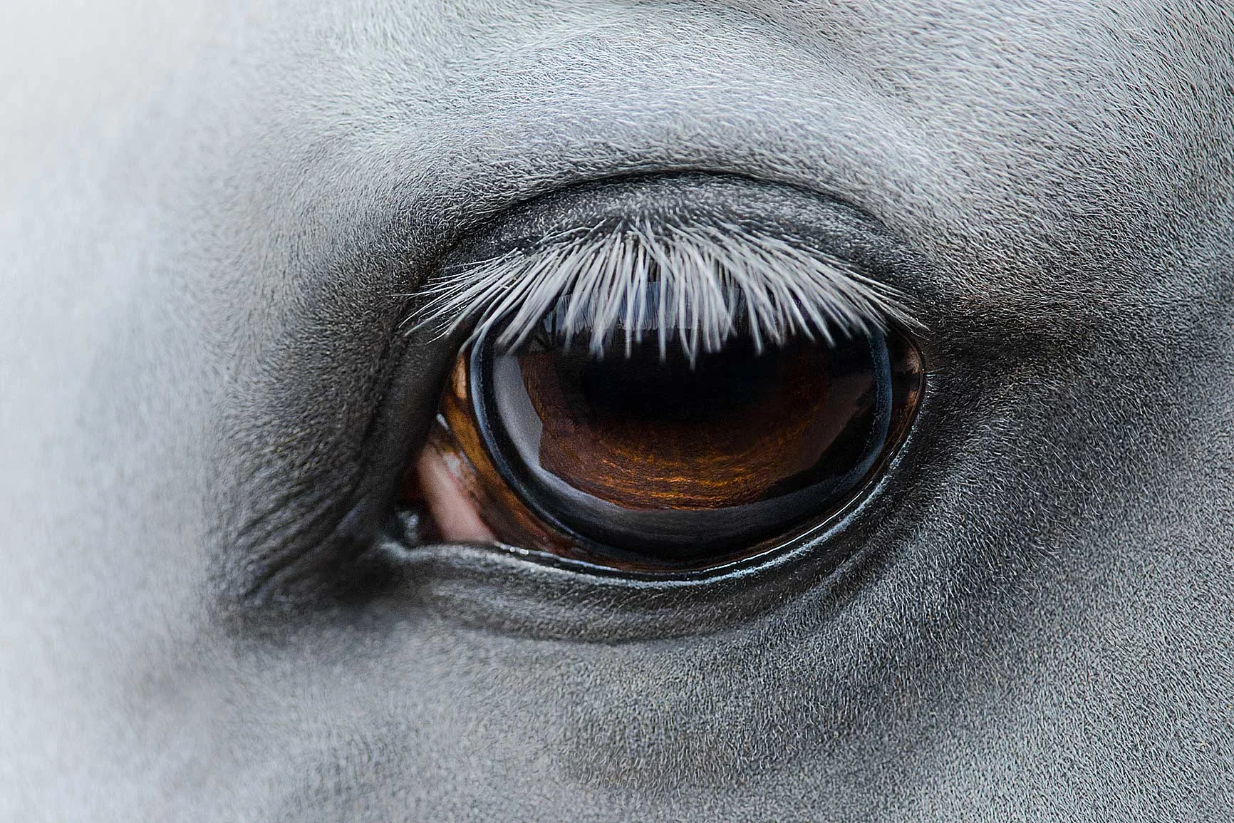 Close-up of a horse's eye Close-up of a horse's eye showing clearly visible eyelashes and smooth skin texture.