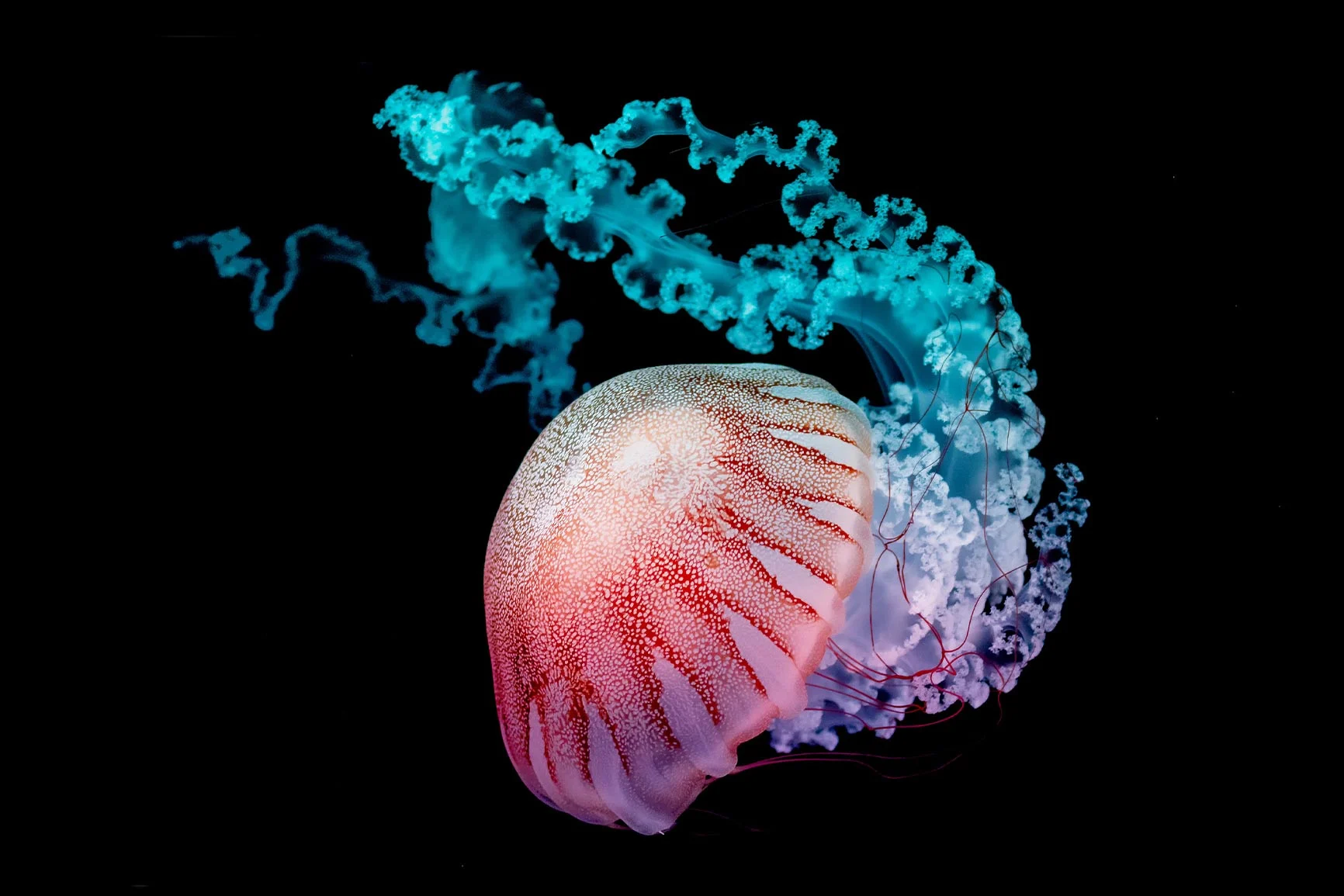 Medusa con cuerpo transparente y redondo y tentáculos largos y ondulados sobre fondo negro. Medusa con cuerpo transparente y redondo y tentáculos largos y ondulados sobre fondo negro.