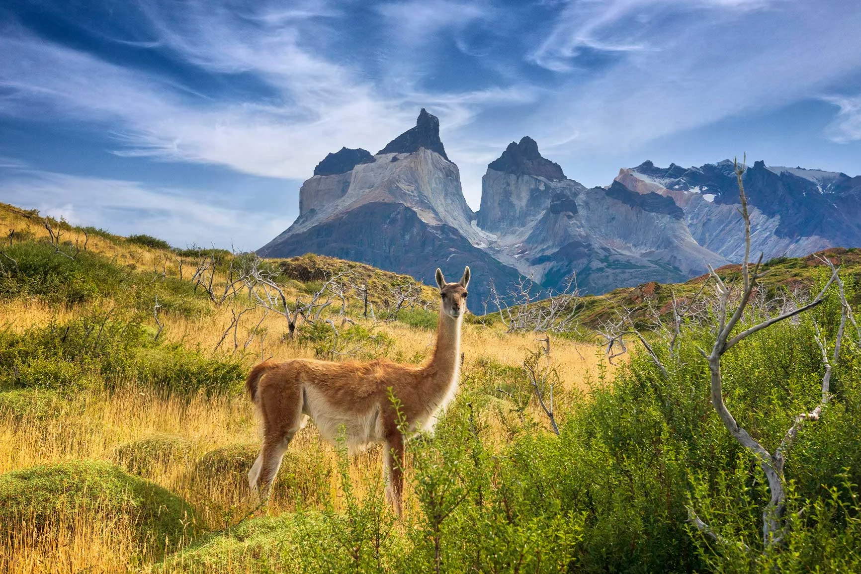 Un guanaco si trova in un prato con le montagne e il cielo azzurro sullo sfondo. Un guanaco si trova in un prato con le montagne e il cielo azzurro sullo sfondo.