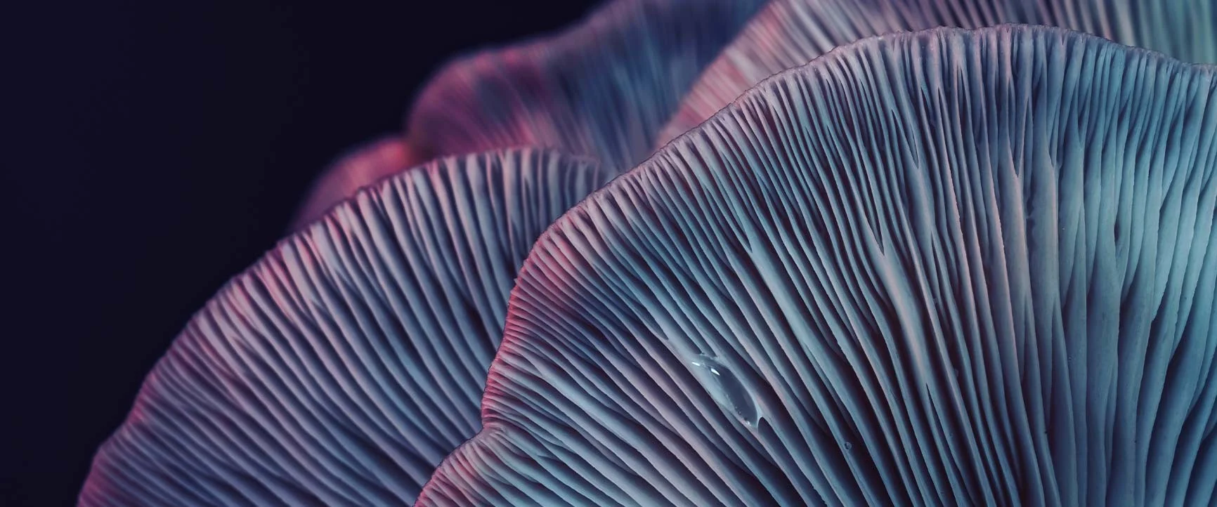 A close-up of the finely textured gills of a mushroom cap with individual water droplets.